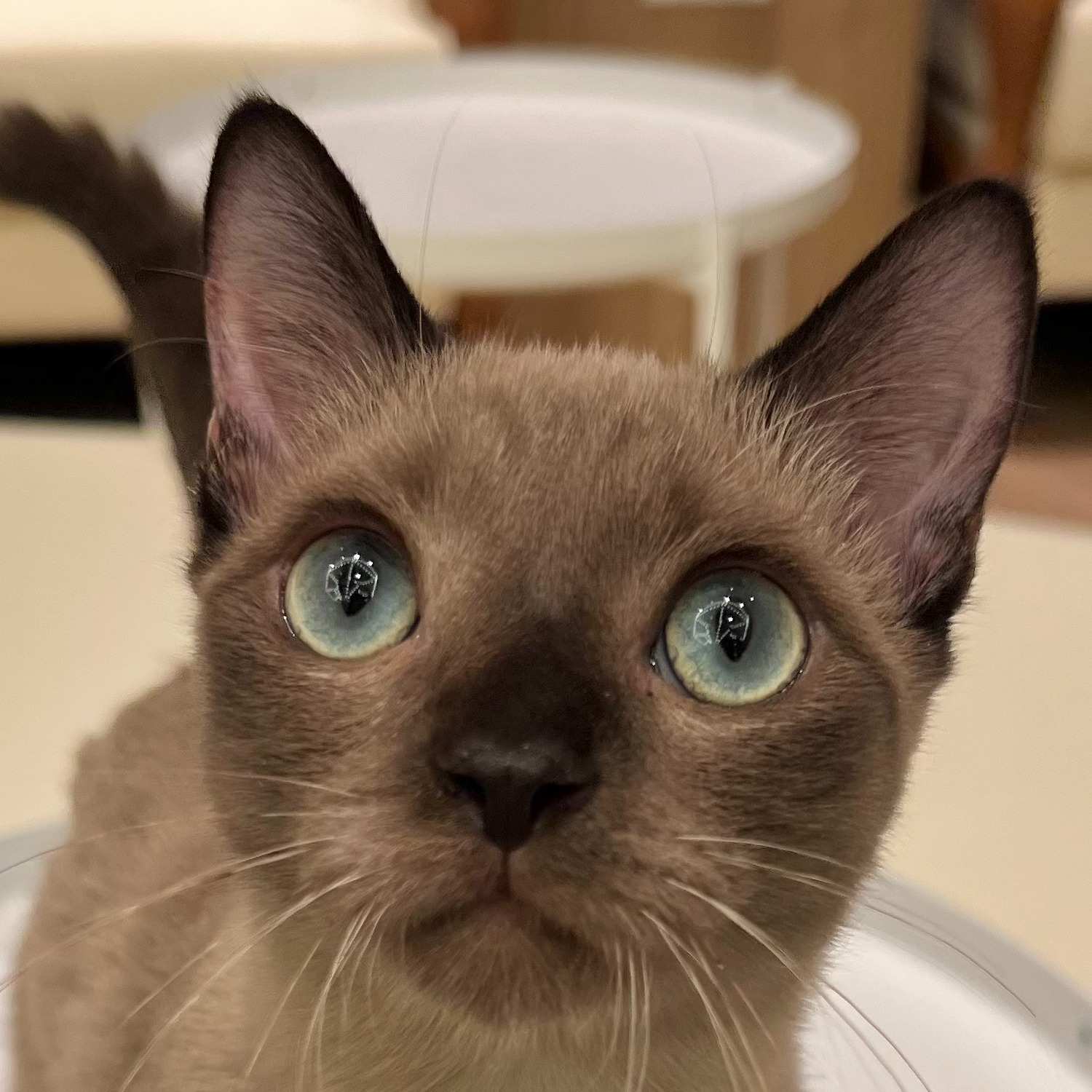 パト